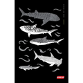 Diving Log Book: Sharks