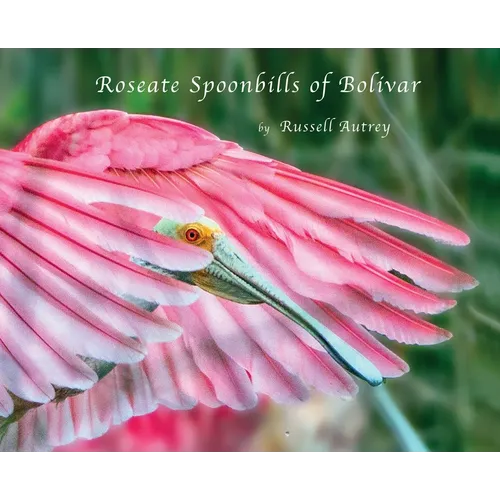 Roseate Spoonbills of Bolivar