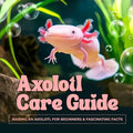 Axolotl Care Guide: Raising an Axolotl for Beginners and Fascinating Facts