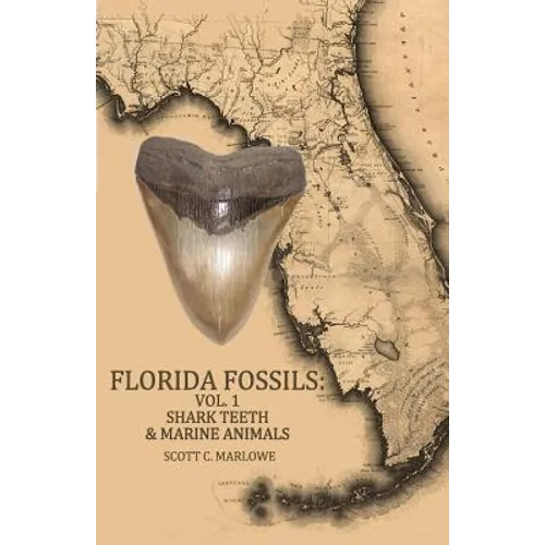 Florida Fossils: Shark Teeth & Marine Animals