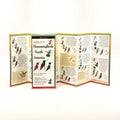 Sibley's Hummingbirds of North America