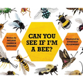 Can You See If I'm a Bee?