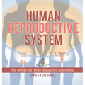 Human Reproductive System How the Male and Female Reproductive System Works Grade 6-8 Life Science