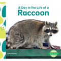 Day in the Life of a Raccoon