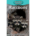 Raccoons