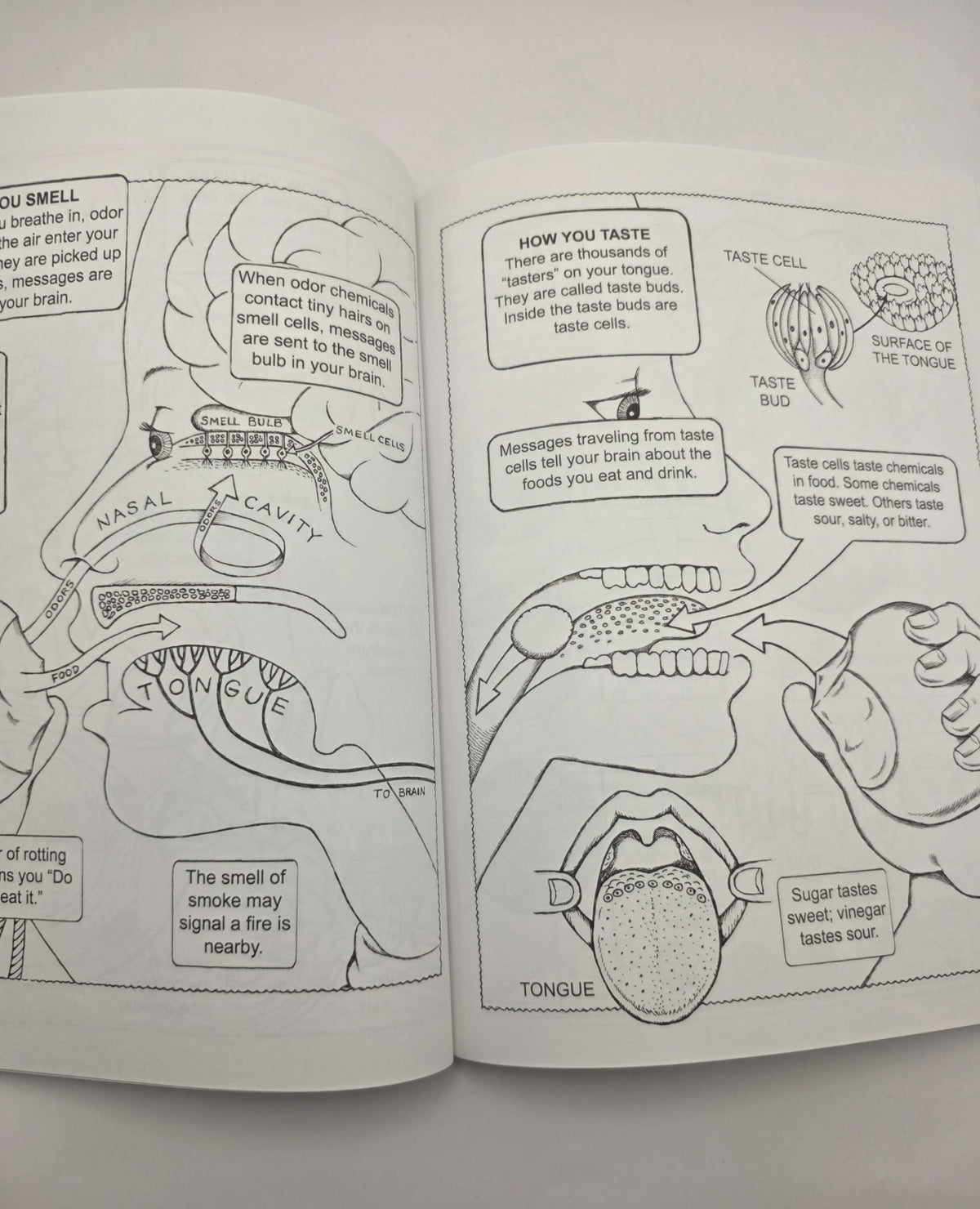 My First Book About: Five Senses Activity Coloring Book Illustrated Paperback