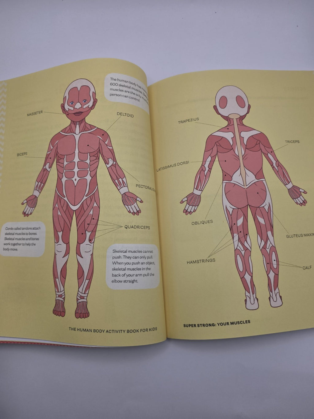 Katie Stokes Human Body Activity Book for Kids Paperback (New)