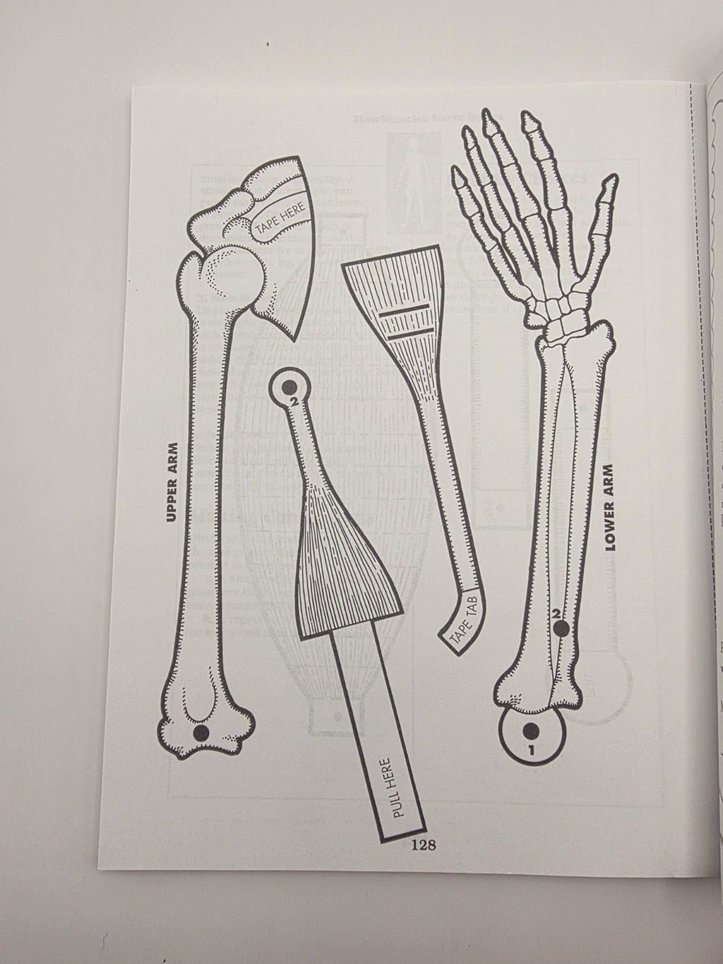 Scholastic The Body Book Easy-to-Make Hands-on Models That Teach (New)