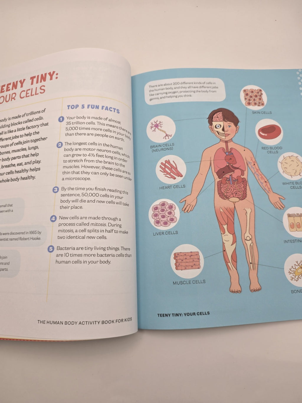 Katie Stokes Human Body Activity Book for Kids Paperback (New)