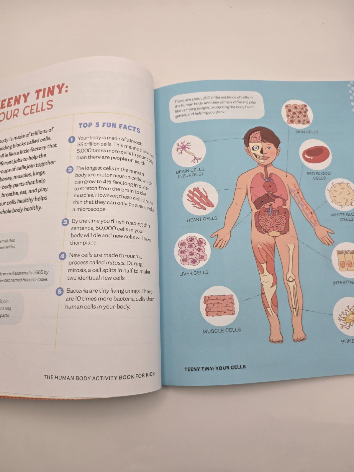 Katie Stokes Human Body Activity Book for Kids Paperback (New)