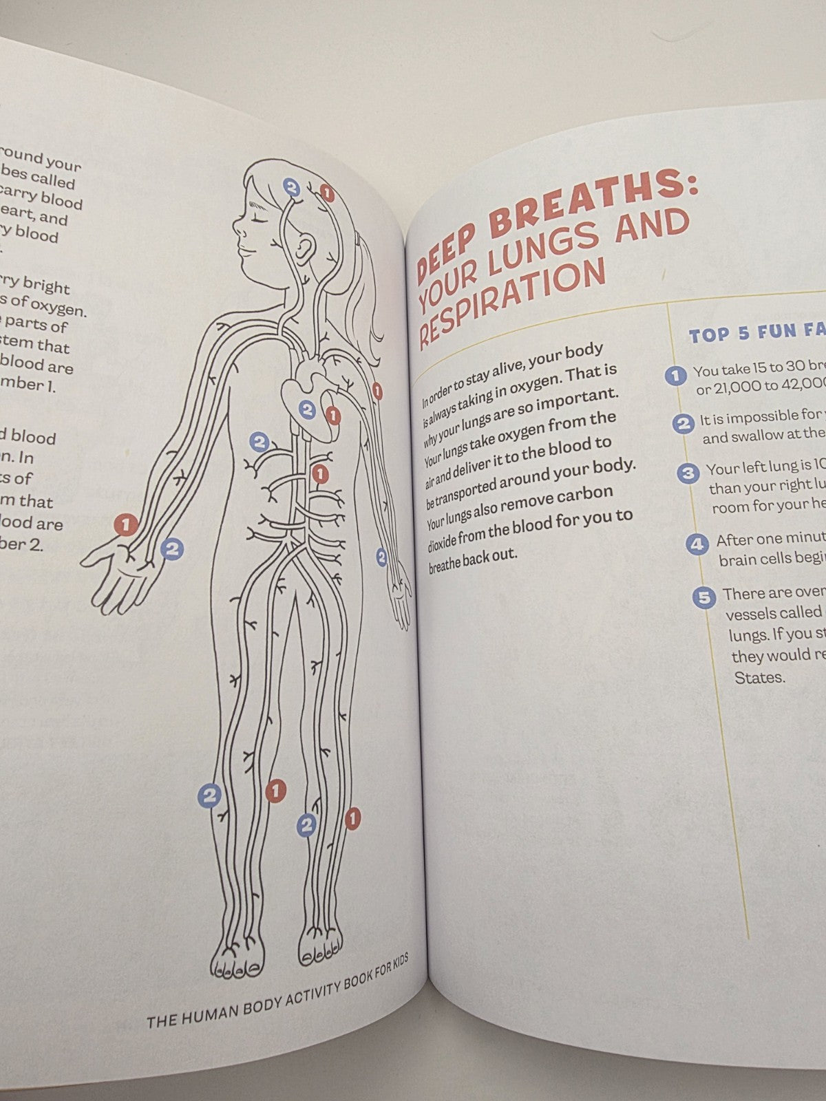 Katie Stokes Human Body Activity Book for Kids Paperback (New)