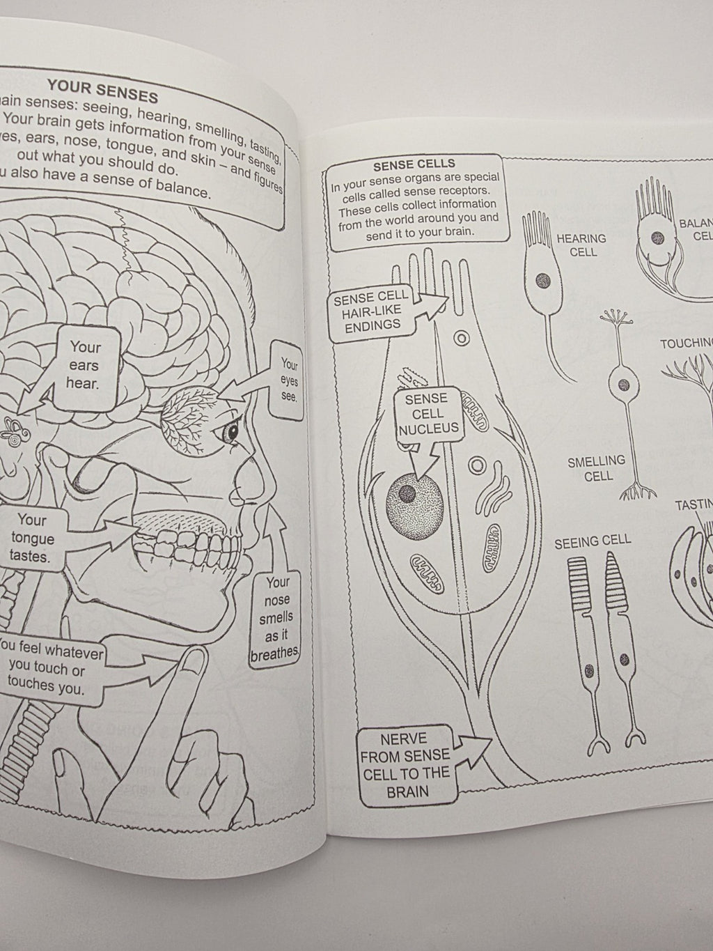 My First Book About: Five Senses Activity Coloring Book Illustrated Paperback