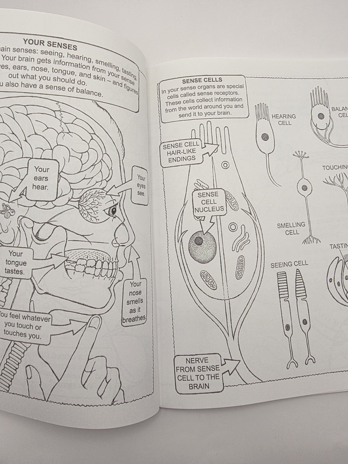 My First Book About: Five Senses Activity Coloring Book Illustrated Paperback