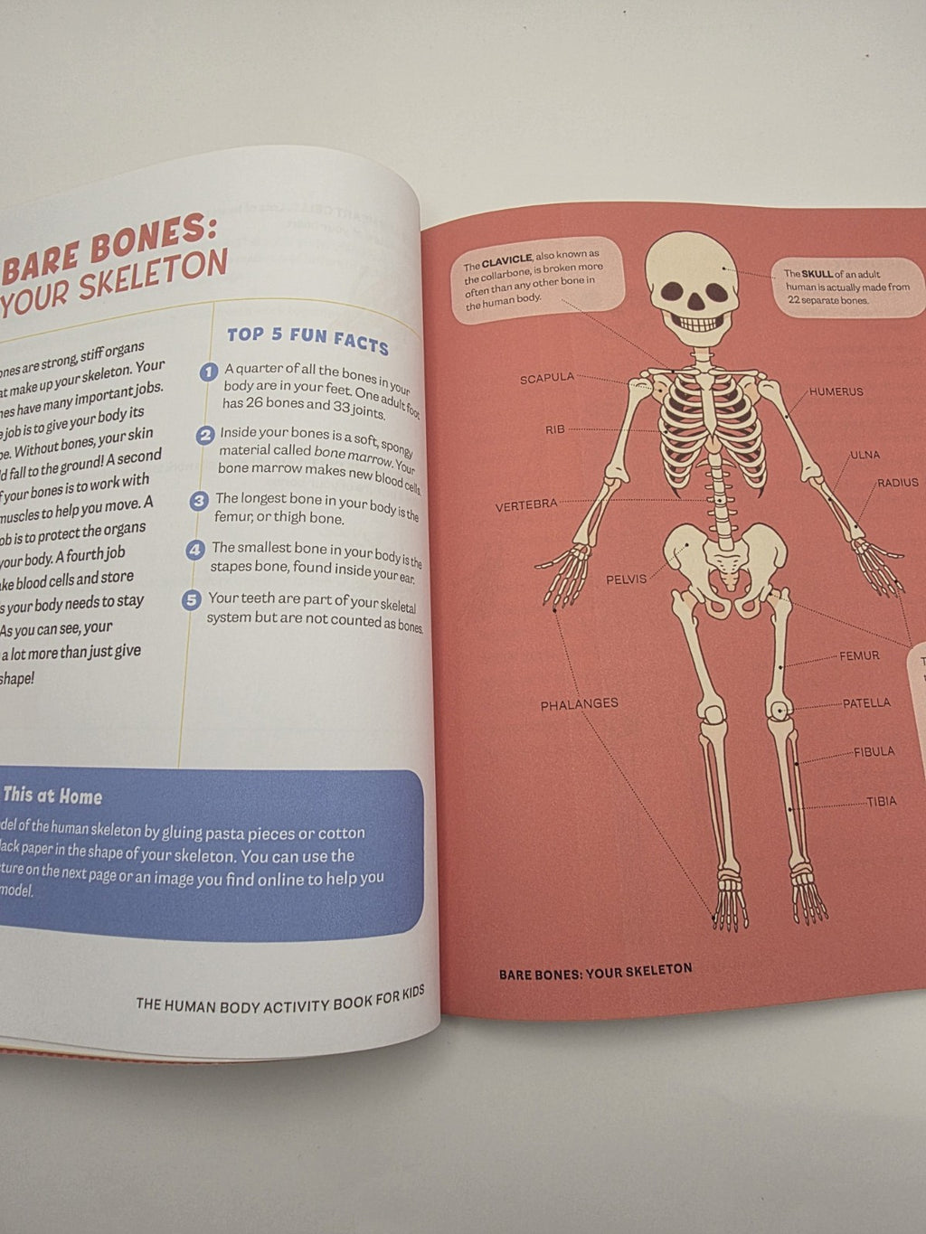 Katie Stokes Human Body Activity Book for Kids Paperback (New)