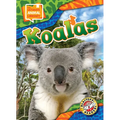 Koalas