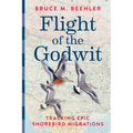 Flight of the Godwit: Tracking Epic Shorebird Migrations